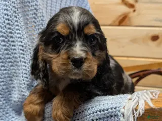 Cocker Spaniel dogs Wells - Ad 32
