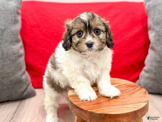 Cavapoo dogs - Ad 35