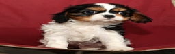 Cavalier King Charles Spaniel dogs for sale: Bobby - Ad 8