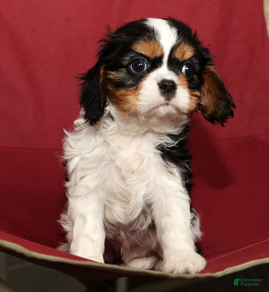 Cavalier King Charles Spaniel dogs for sale: Bobby - Ad 8
