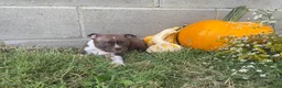 Boston Terrier dogs for sale: Lolly - Ad 4