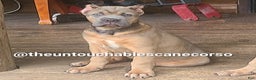 Cane Corso dogs for sale: Doja - Ad 3
