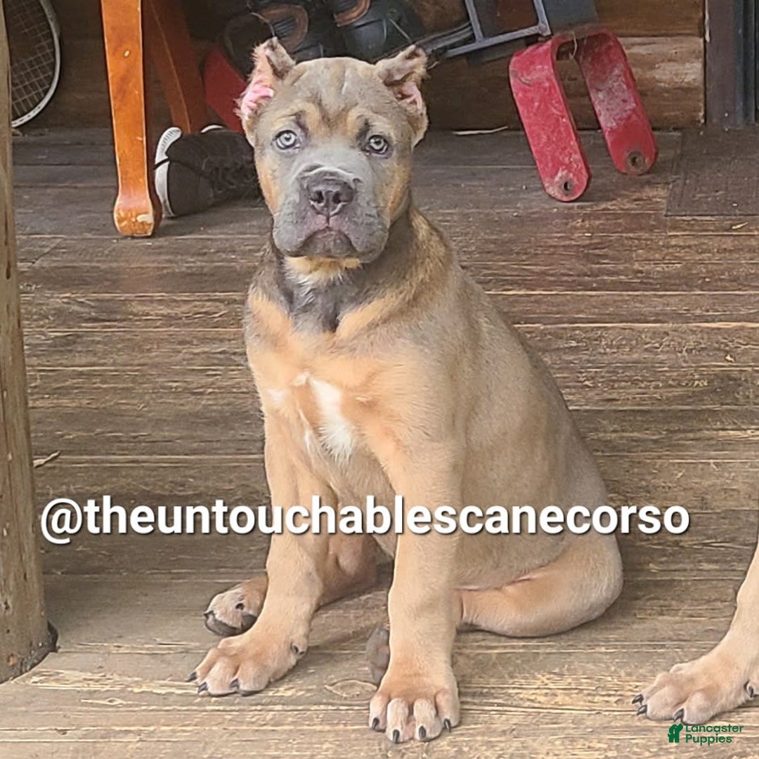 Cane Corso dogs for sale: Doja - Ad 3