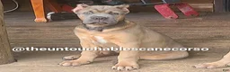 Cane Corso dogs for sale: Doja - Ad 5