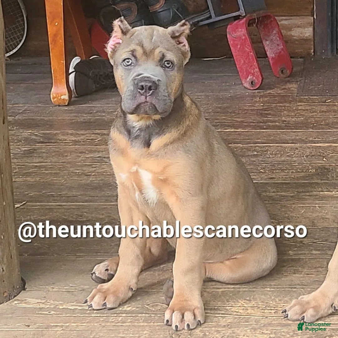 Cane Corso dogs for sale: Doja - Ad 5