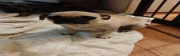 Mixed Breed dogs for sale: Mixed Breed 3 - Ad 2