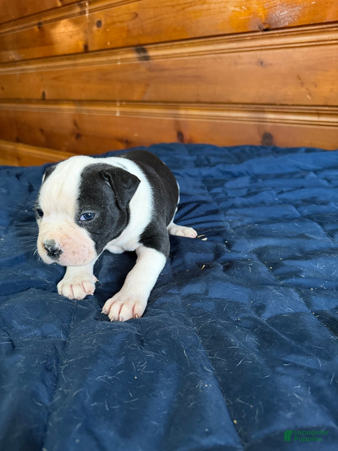 American Bulldog dogs for sale: Lucy - Ad 6