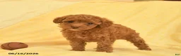 Toy Poodle dogs for sale: Pearl  - Ad 4
