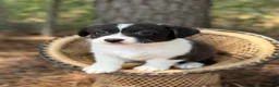 Mixed Breed dogs for sale: BRINDLE - Ad 5