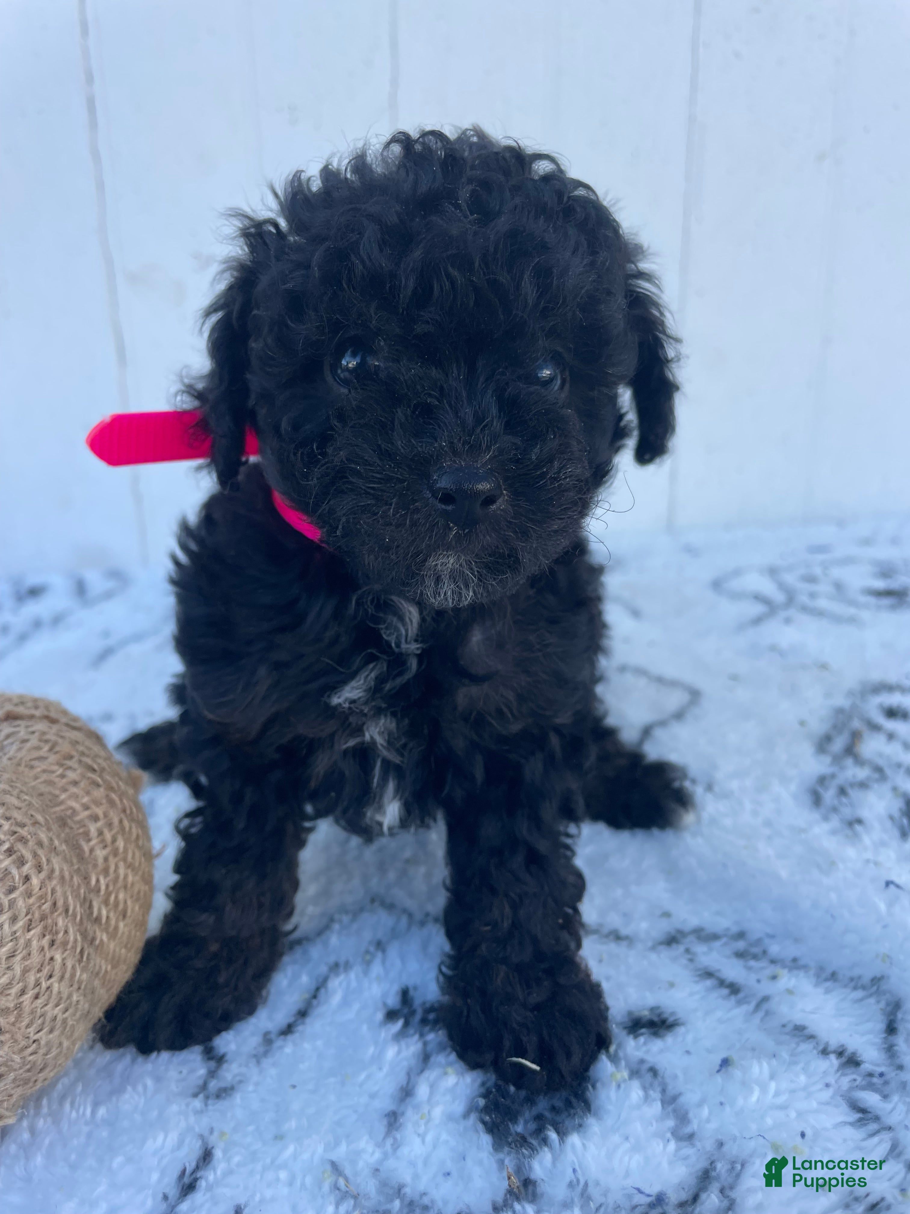 Yorkiepoo dogs for sale: Shirley - Ad 39