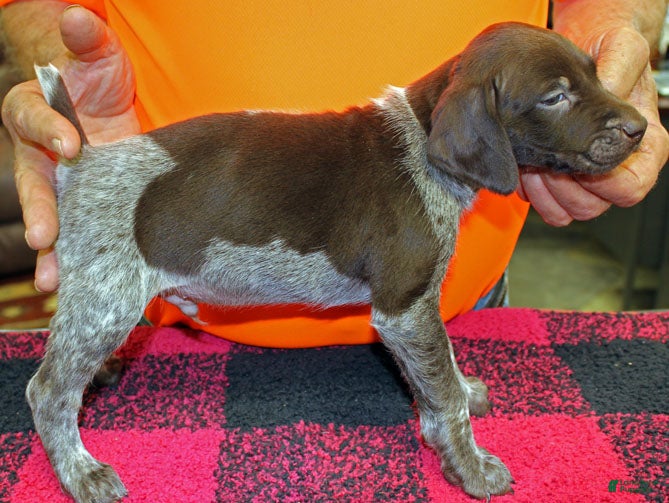 German Shorthaired Pointer dogs German Shorthaired Pointer Puppy 6 - Ad 1