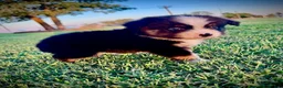 Miniature Australian Shepherd dogs for sale: Banner - Ad 4