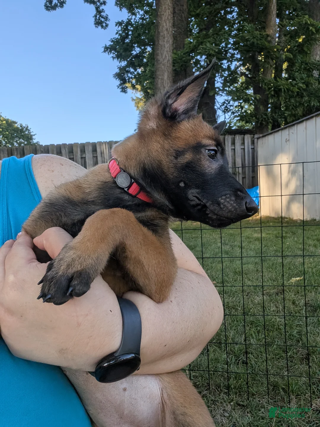 Belgian Malinois dogs for sale: Belgian Malinois 3 - Ad 2