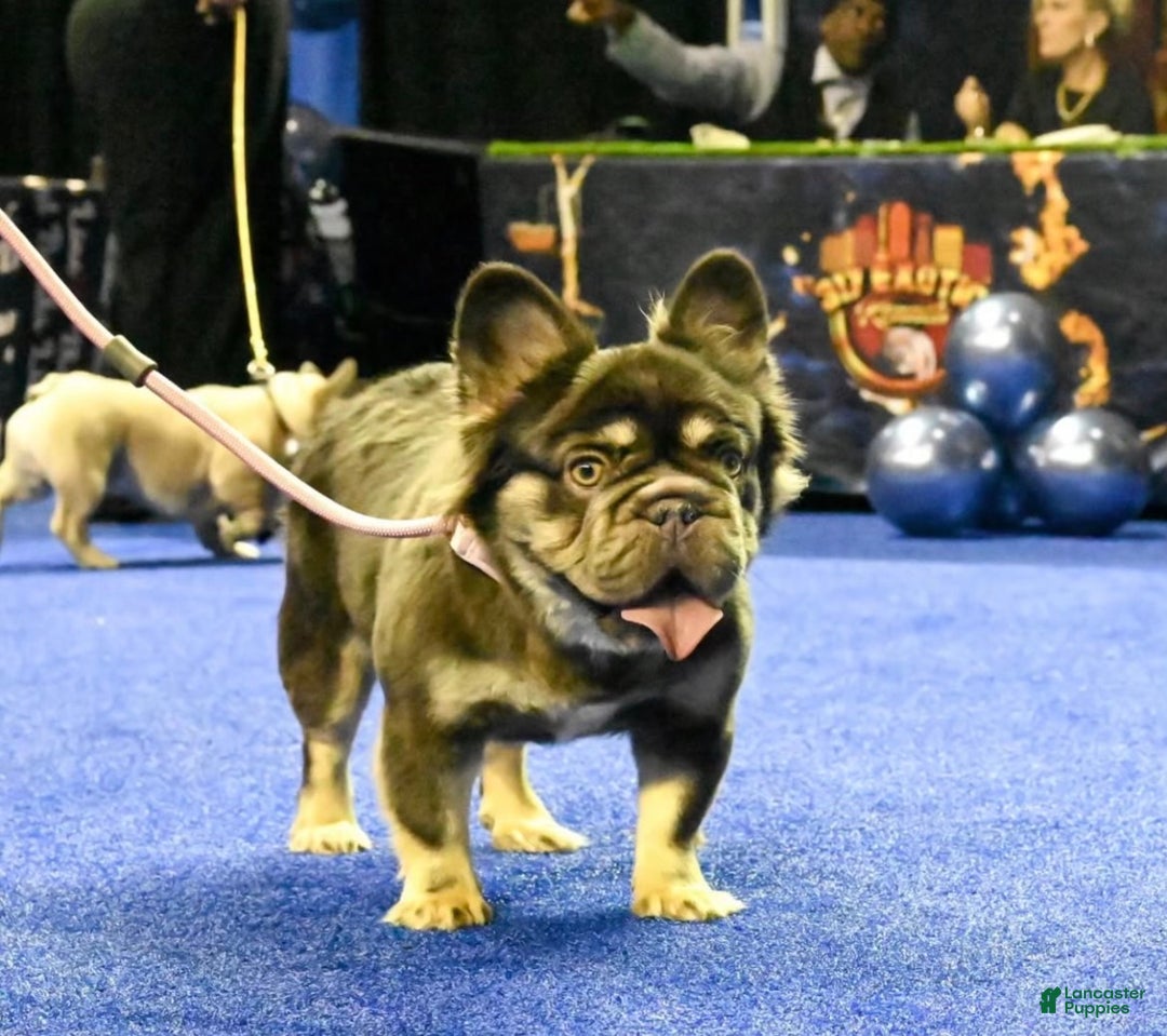 French Bulldog dogs for sale: French Bulldog Puppy 2 - Ad 4