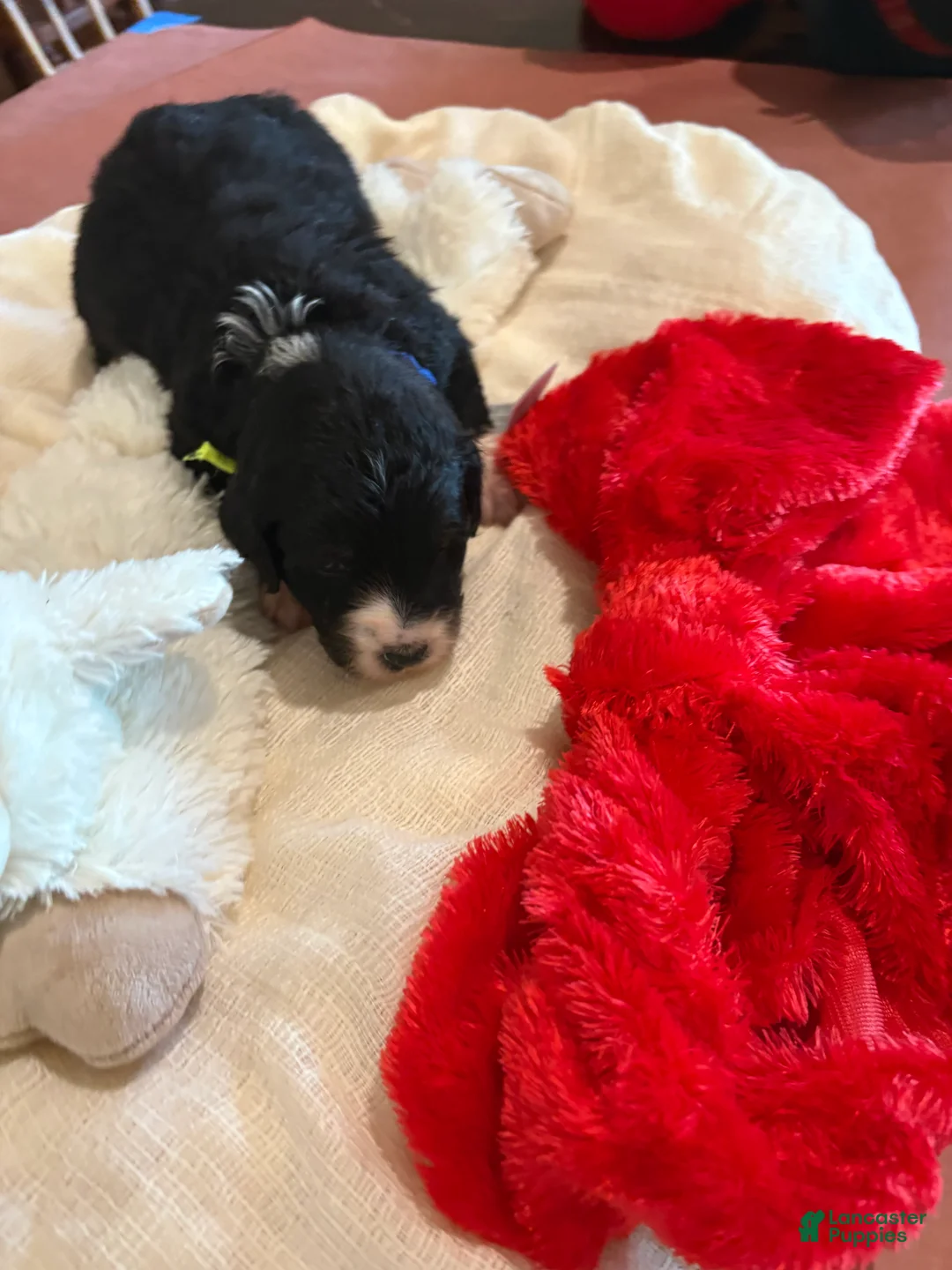 Mixed Breed dogs for sale: Male # 4 English Shepherd Doodle - Ad 4
