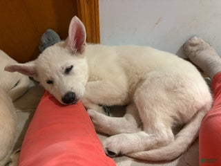 Mixed Breed dogs Mixed Breed Puppy 2 - Ad 12