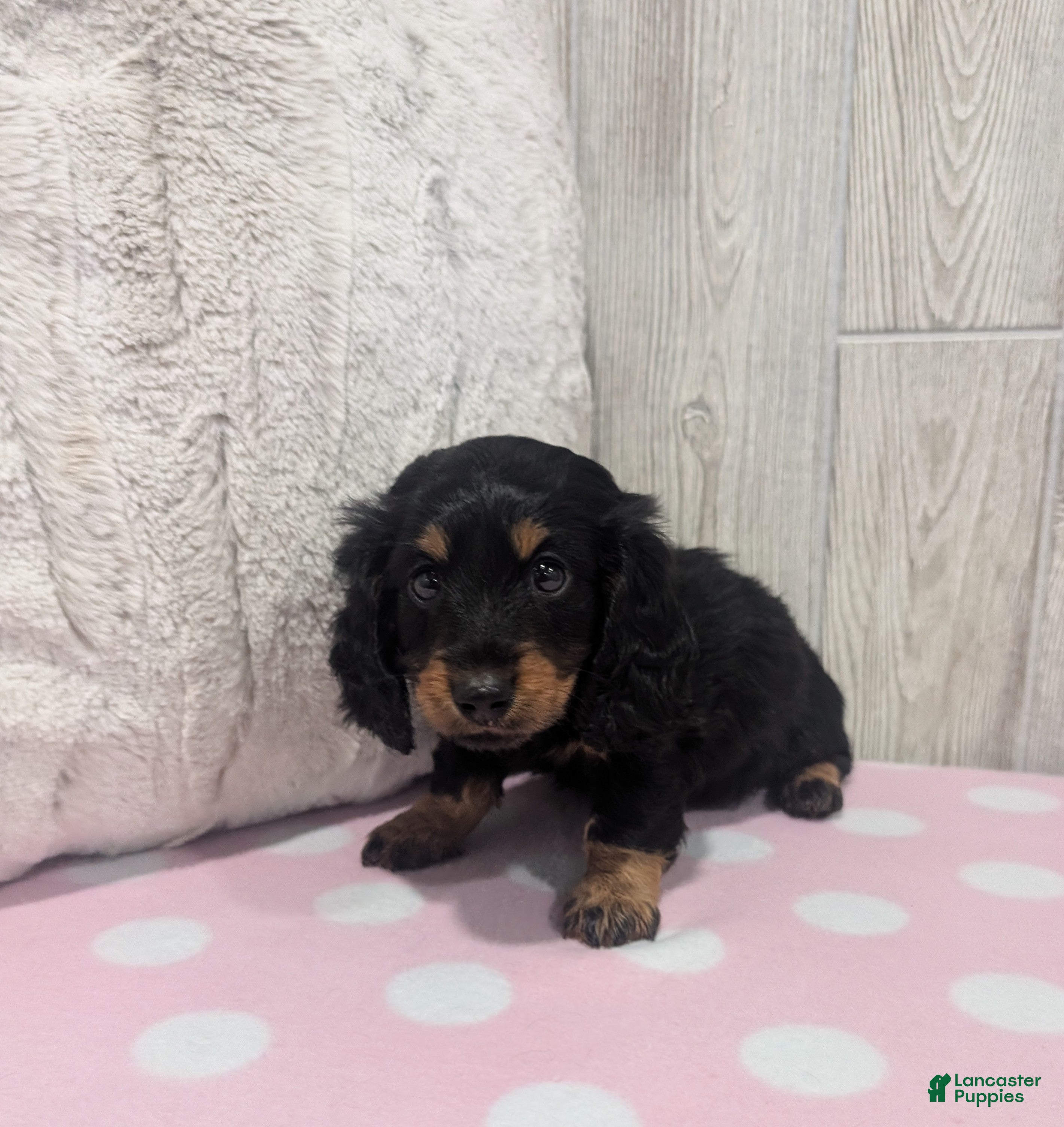 Miniature Dachshund dogs Sandy - Ad 1