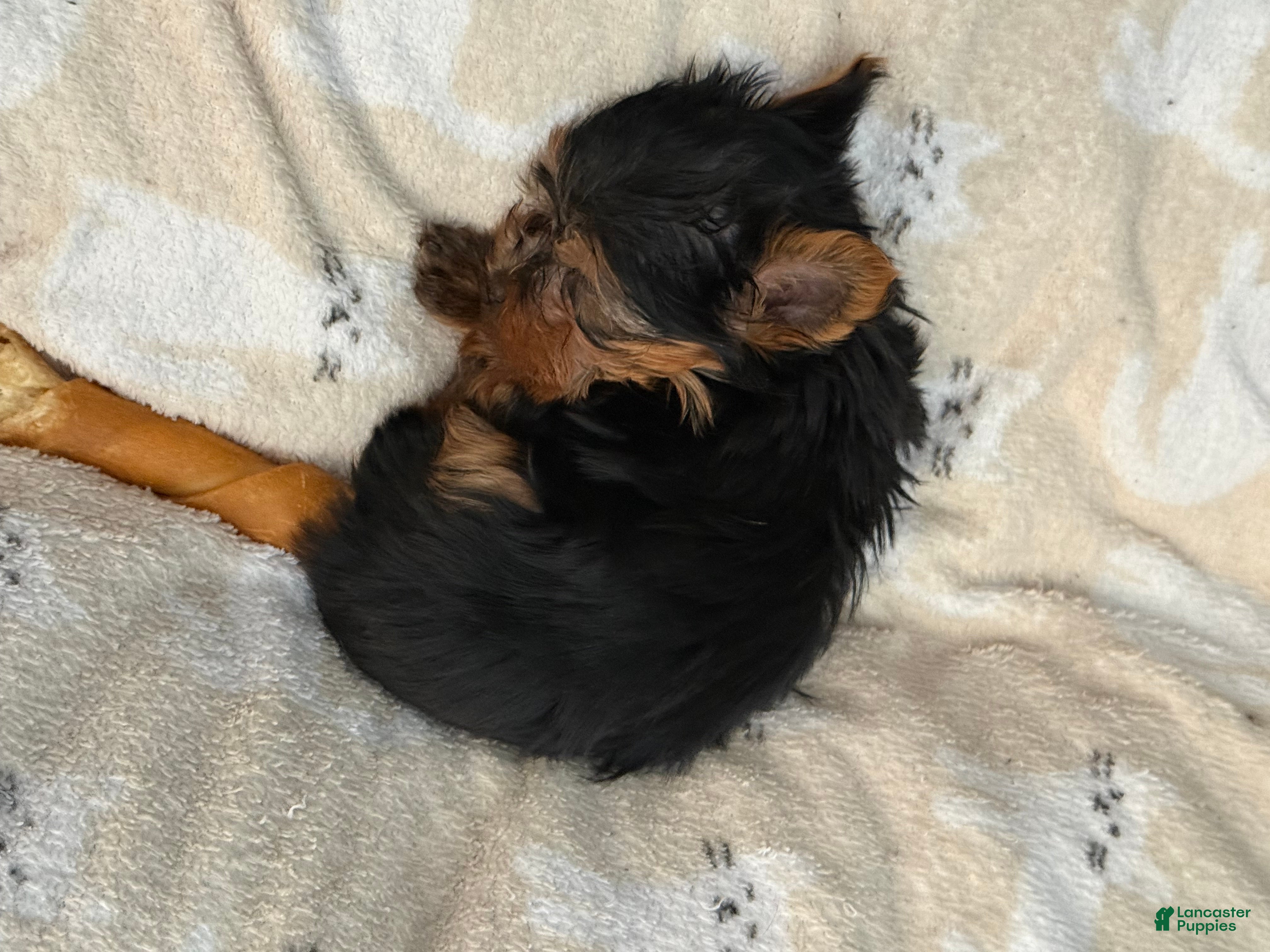 Yorkshire Terrier dogs Yorkshire Terrier Puppy 1 Tinker - Ad 2
