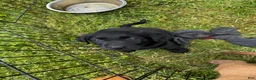 Labrador Retriever dogs for sale: Labrador Retriever 2 - Ad 12