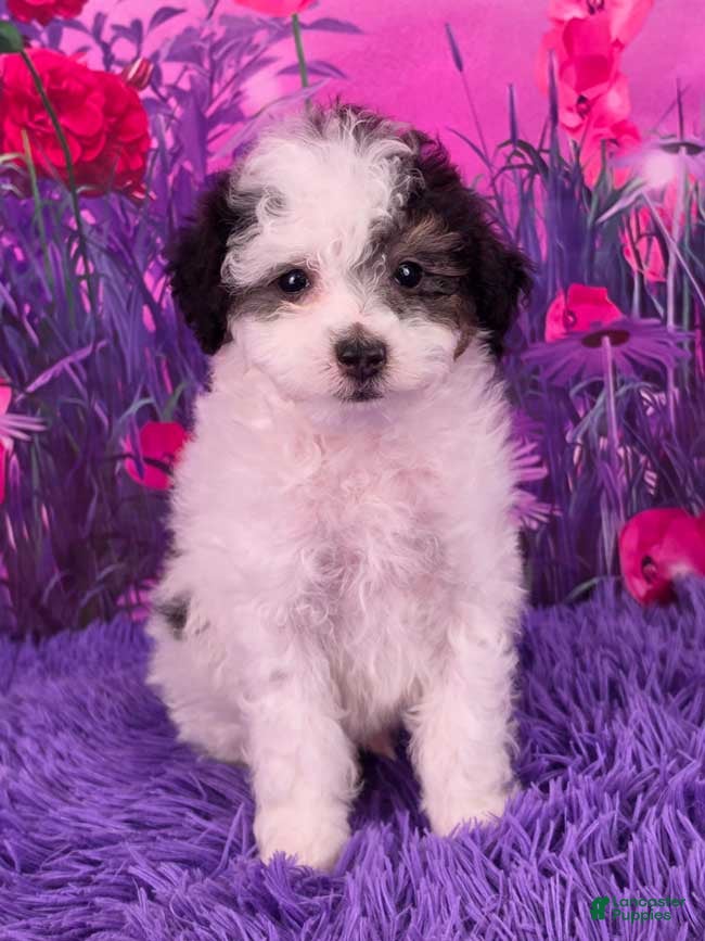 Miniature Poodle dogs Cookie - Ad 1