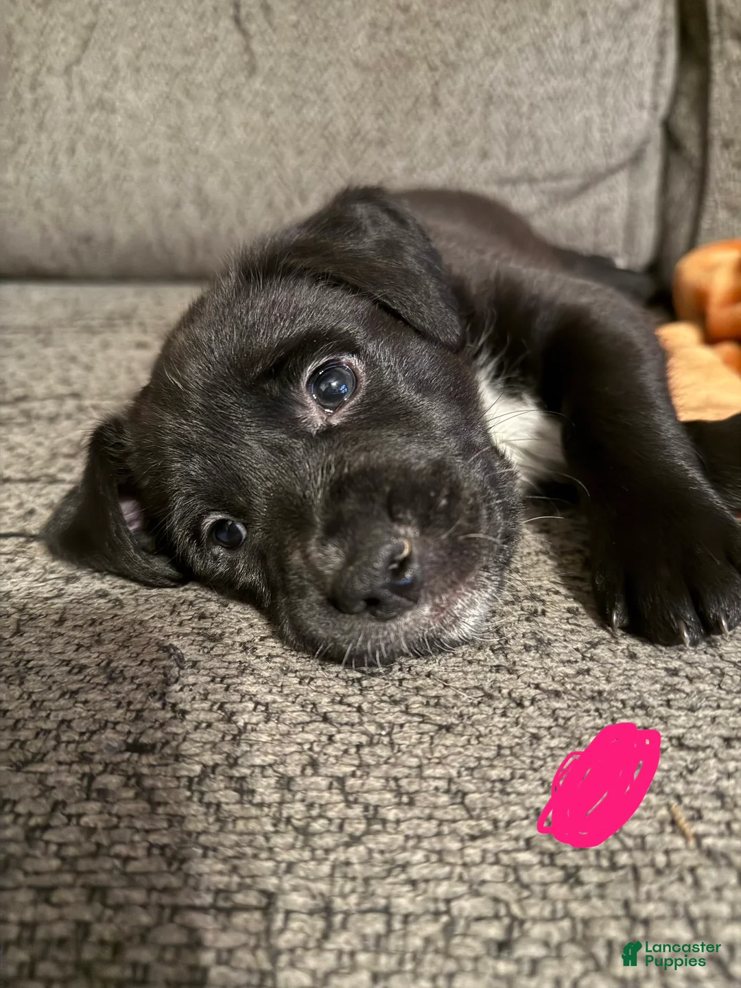 Mixed Breed dogs for sale: Mixed Breed Puppy 1 - Ad 2