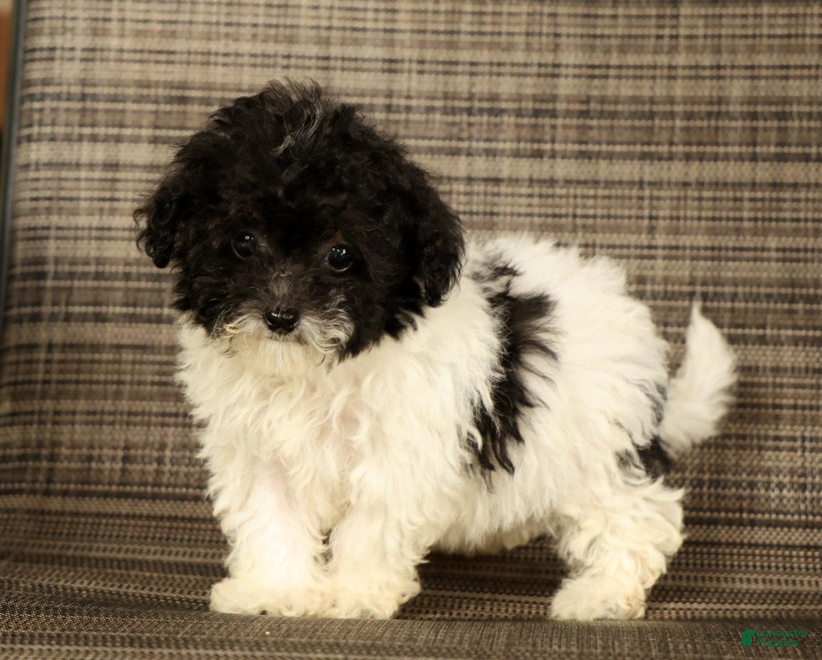 Havapoo dogs Twinkle - Ad 1