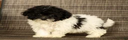 Havapoo dogs for sale: Twinkle - Ad 1