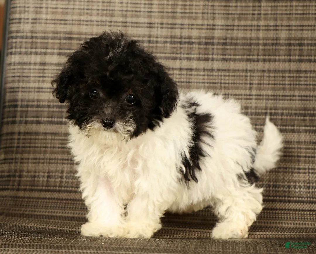 Havapoo dogs for sale: Twinkle - Ad 1