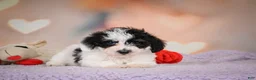 Maltipoo dogs for sale: Benji - Ad 8