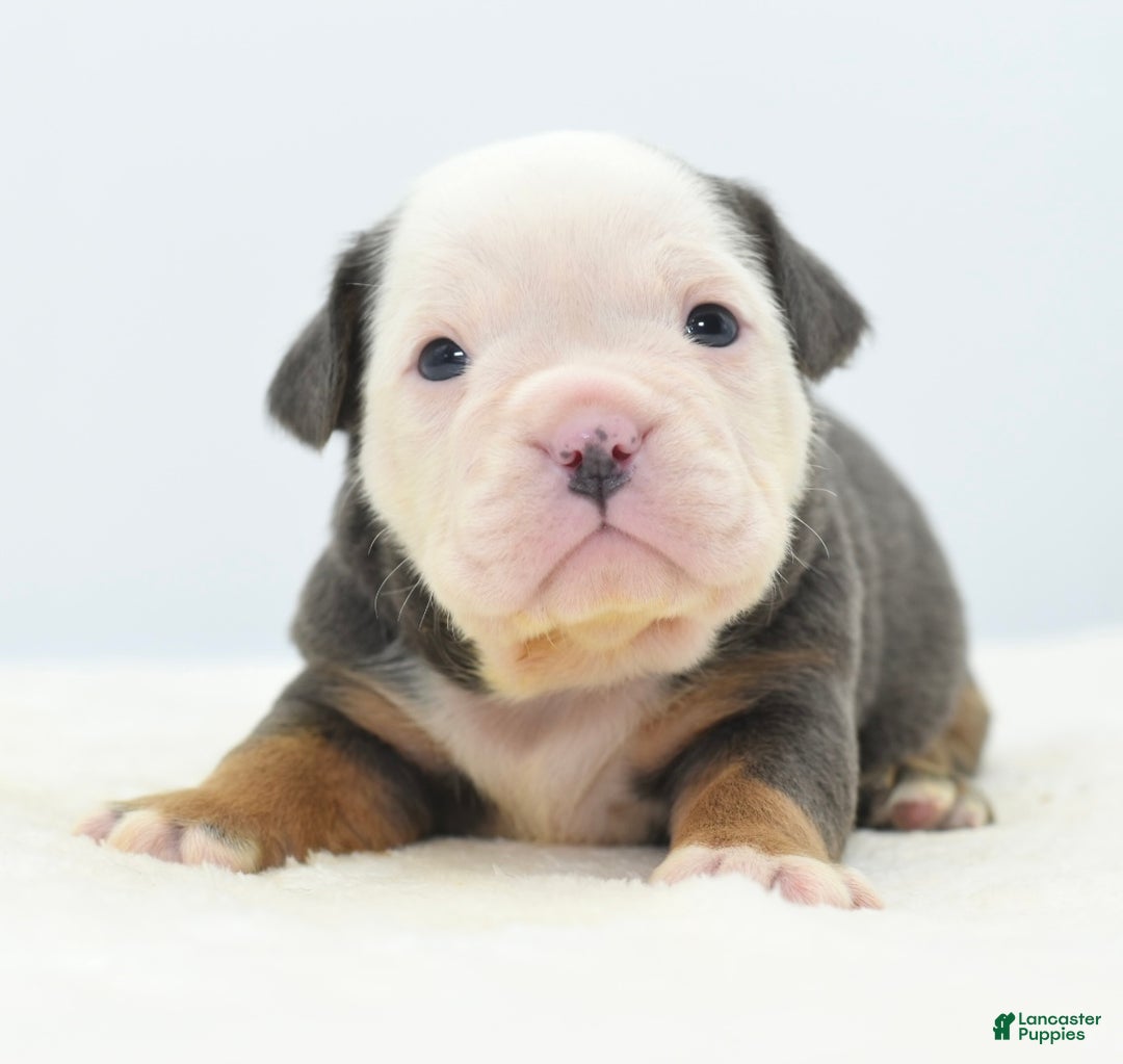 Mixed Breed dogs for sale: Macho blue mini  - Ad 12