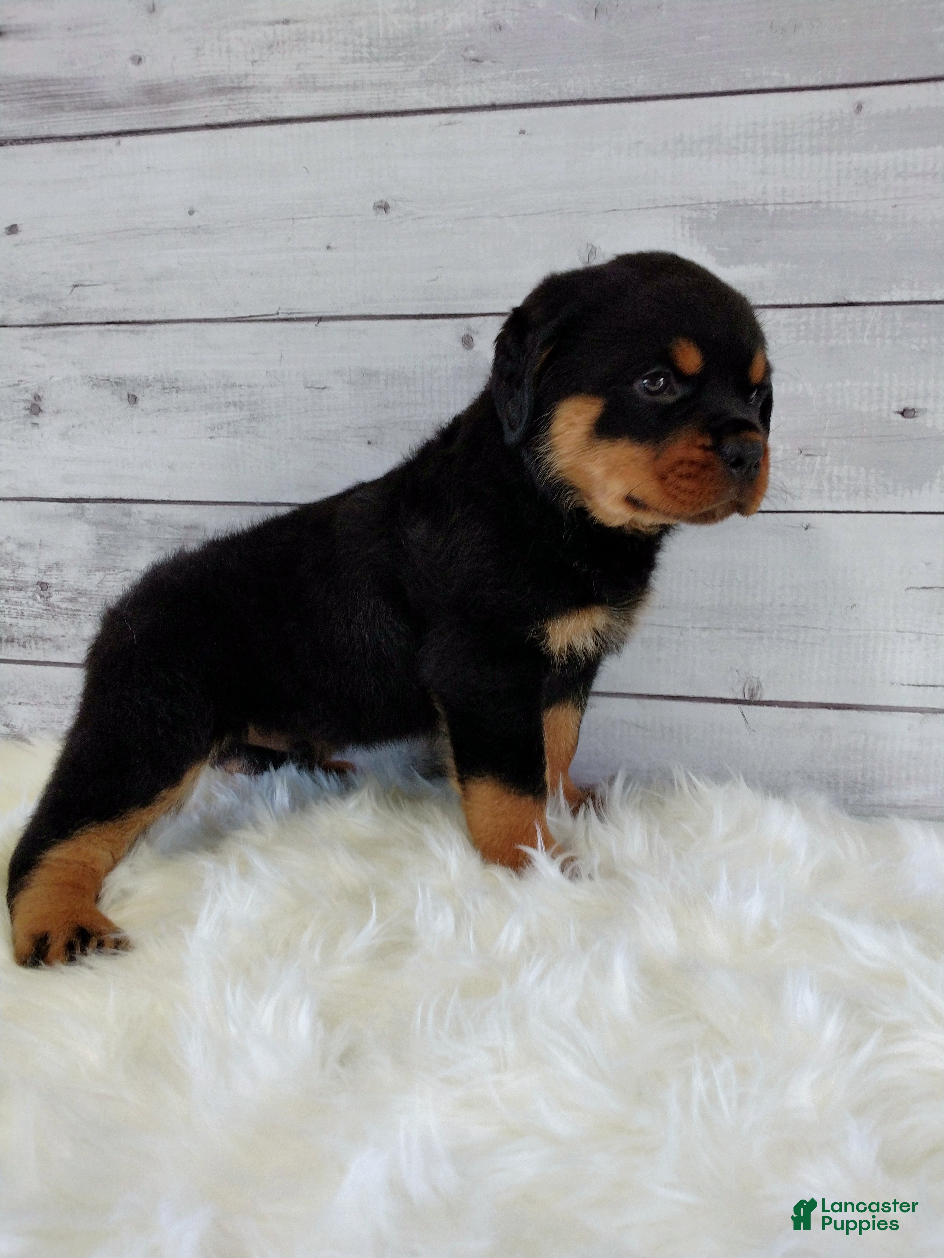 Rottweiler dogs Rambo  - Ad 2