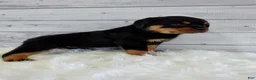 Rottweiler dogs for sale: Rambo  - Ad 5