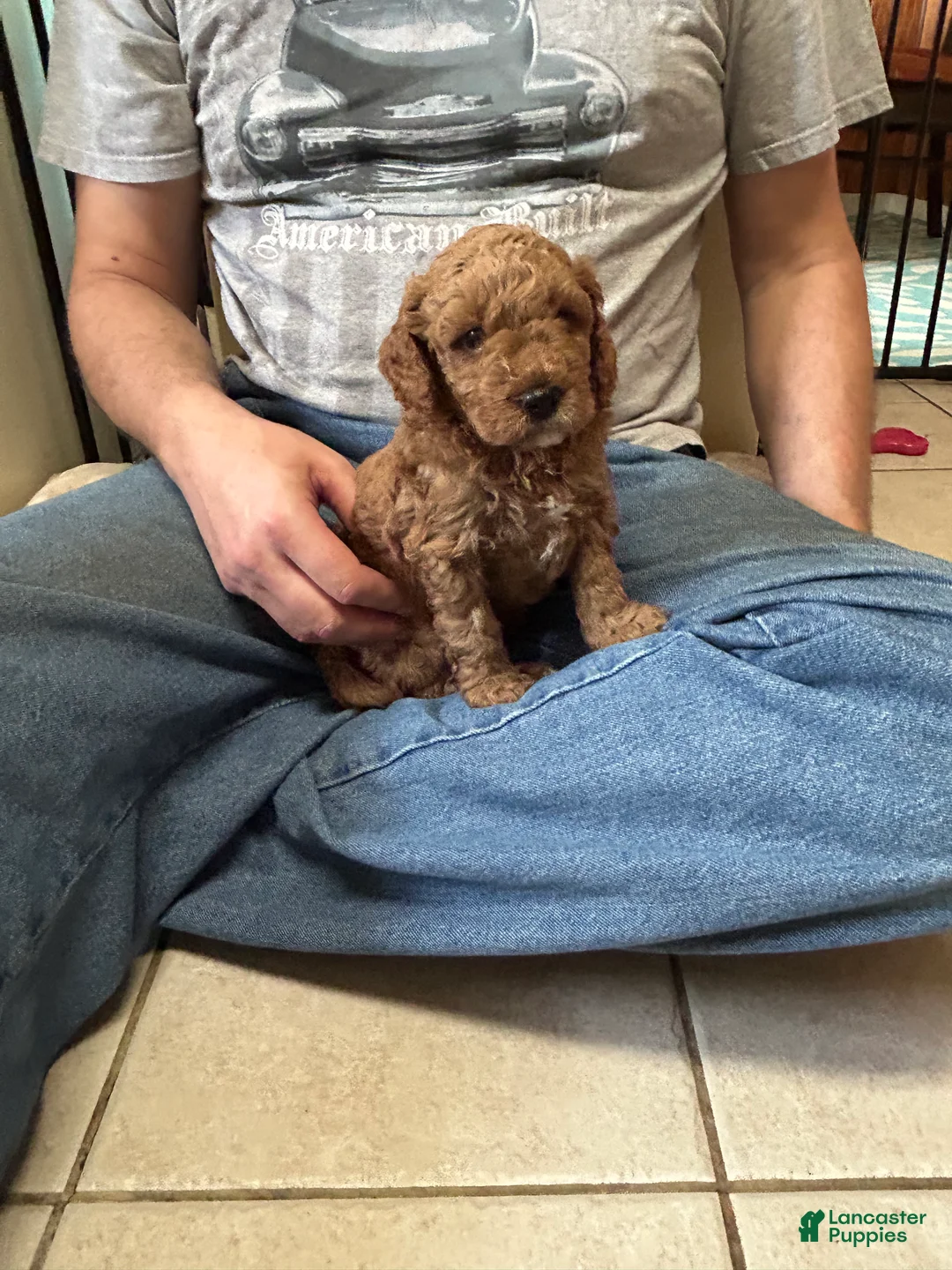 Mini Goldendoodle dogs for sale: Petite Valentino Mini Goldendoodle Puppy 1 - Ad 2