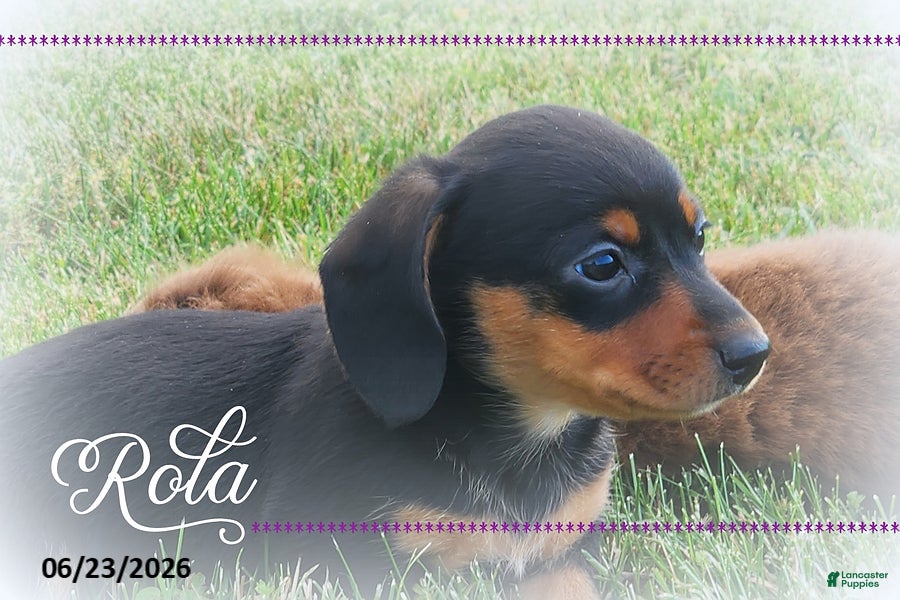 Miniature Dachshund dogs Rola - Ad 2