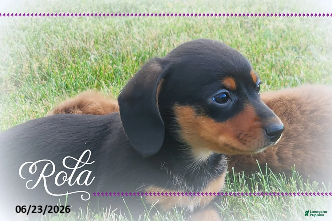 Miniature Dachshund dogs for sale: Rola - Ad 2