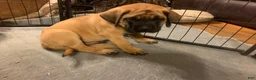 English Mastiff dogs for sale: English Mastiff Puppy 7 - Ad 2