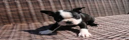Boston Terrier dogs for sale: Cody - Ad 1