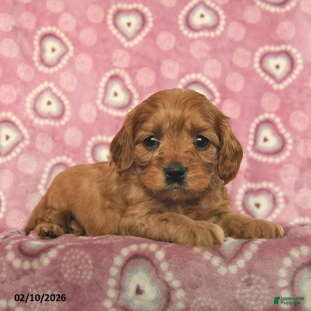 Cavapoo dogs for sale: Reese  - Ad 4