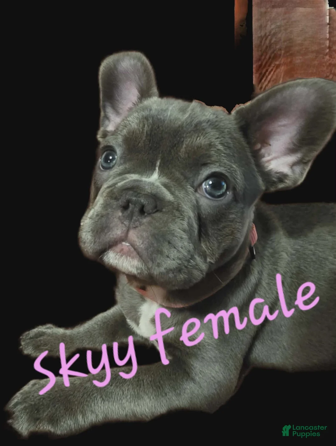 French Bulldog dogs for sale: Skyy - Ad 1