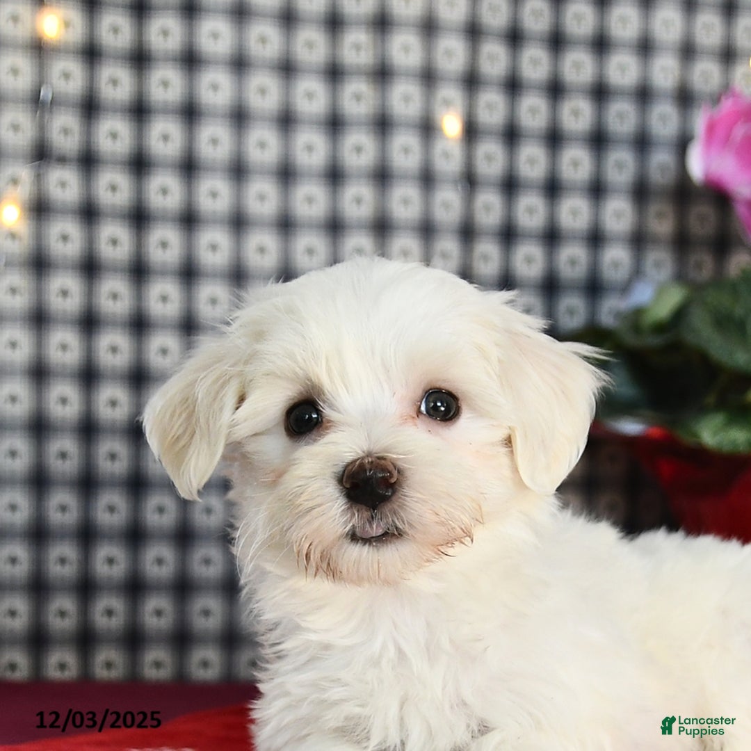 Morkie dogs for sale: Timothy - Ad 3