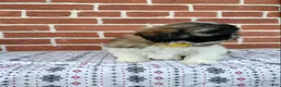 Shih Tzu dogs for sale: Daisy  - Ad 5
