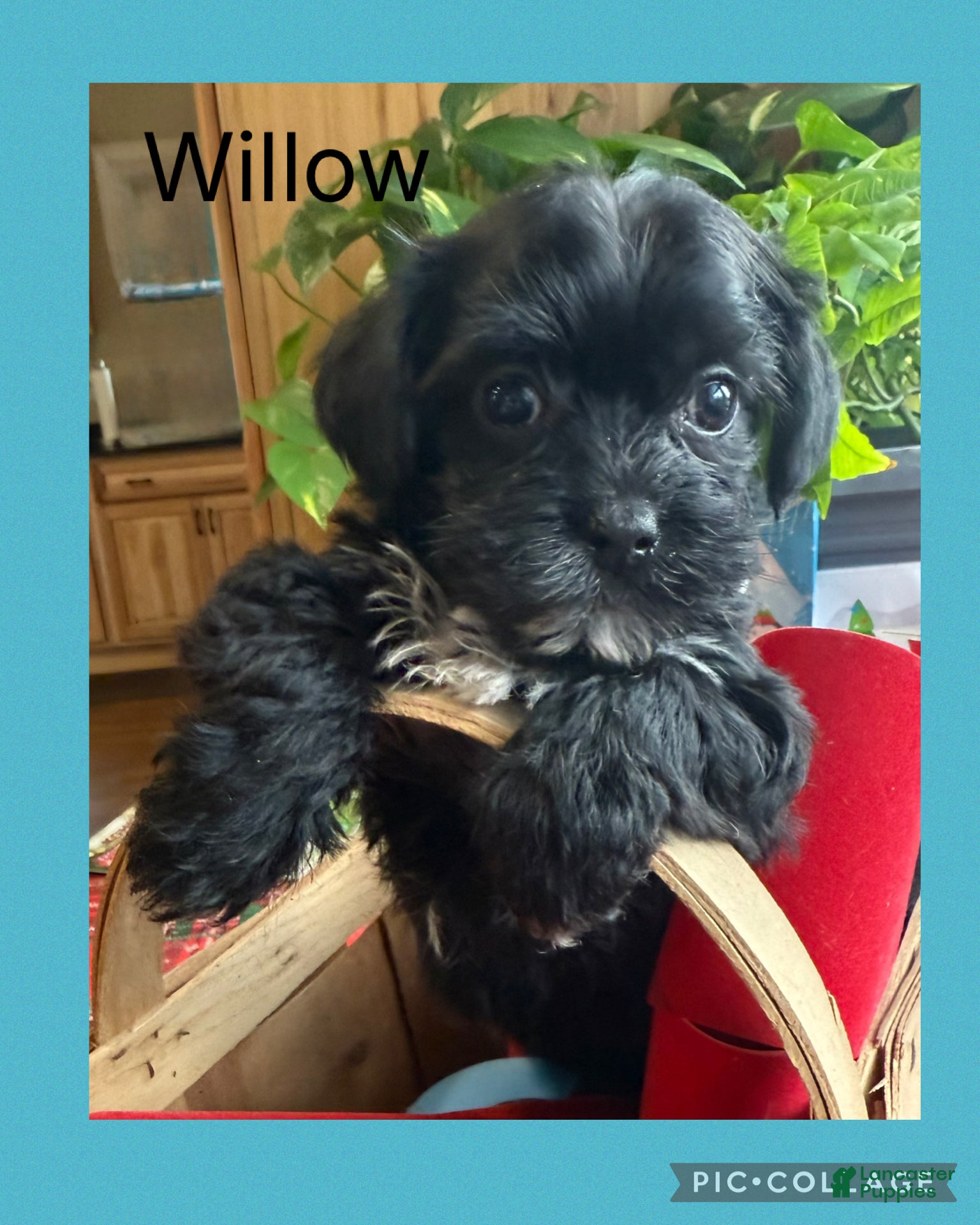 Yorkiepoo dogs Willow - Ad 18