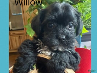 Yorkiepoo dogs Willow - Ad 13