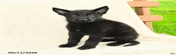 German Shepherd dogs for sale: Benton - Ad 5