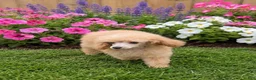 Miniature Poodle dogs for sale: Jr - Ad 2