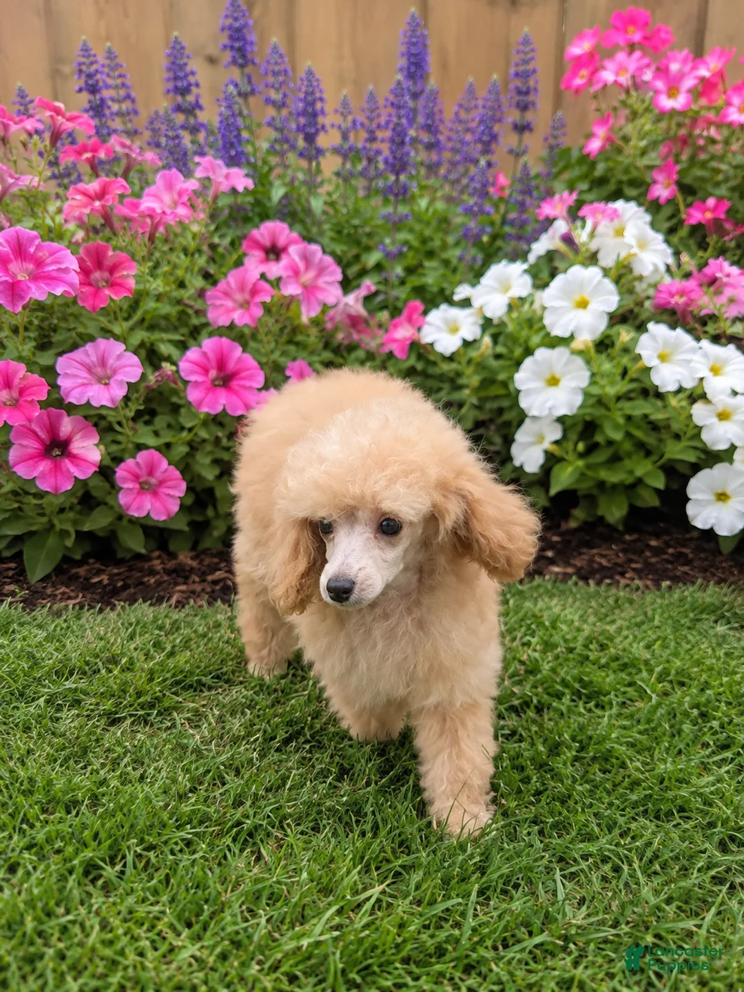 Miniature Poodle dogs for sale: Jr - Ad 2