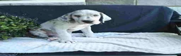 Great Dane dogs for sale: Bo  - Ad 14