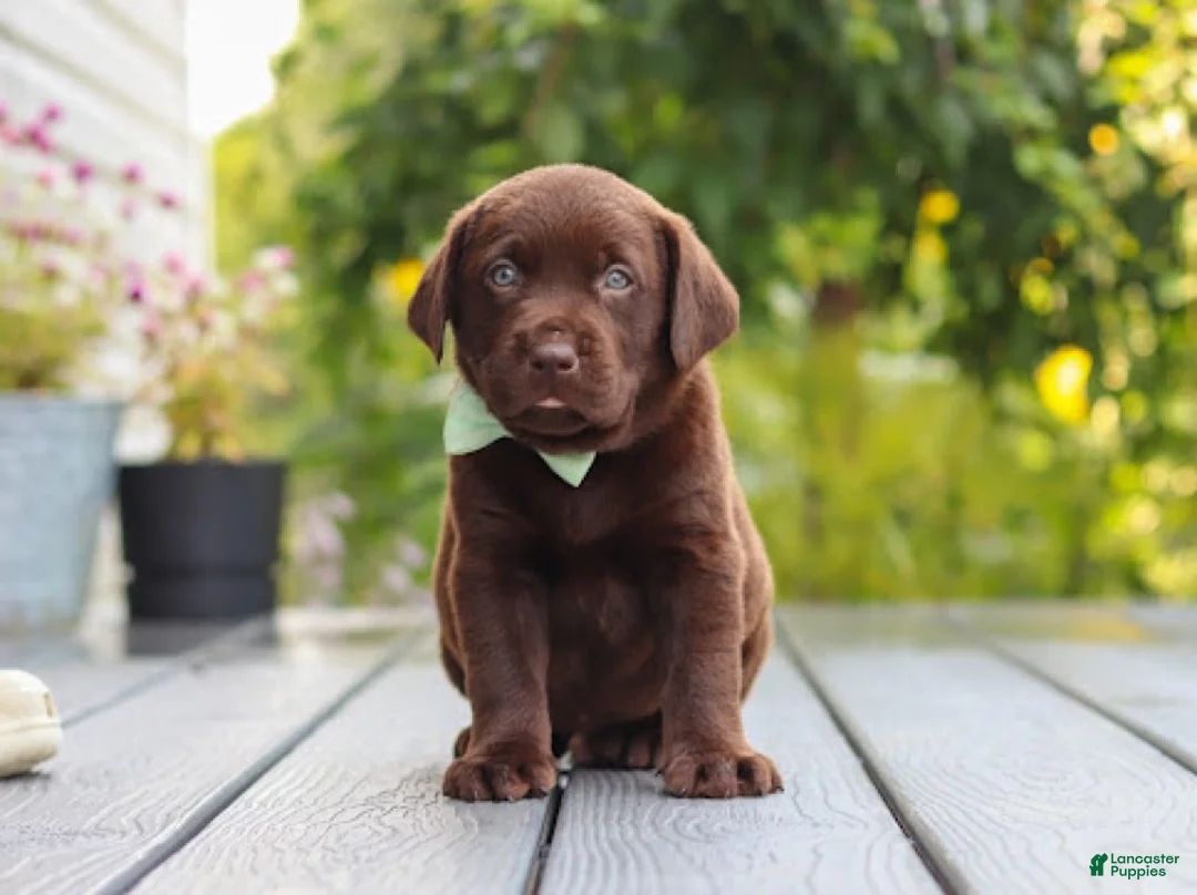 Labrador Retriever dogs for sale: Echo - Ad 2