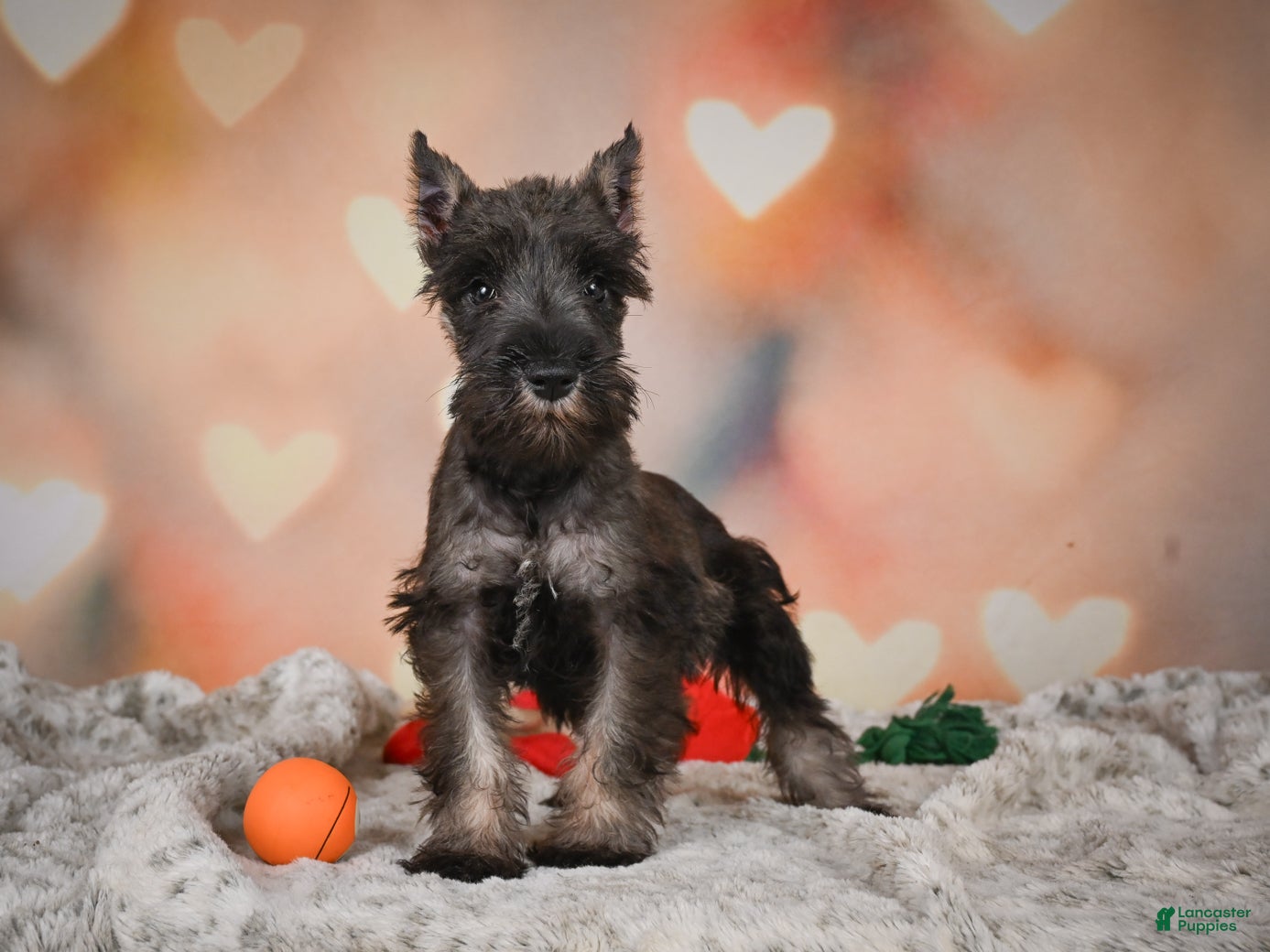 Miniature Schnauzer dogs Rose - Ad 2