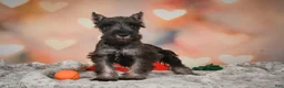 Miniature Schnauzer dogs for sale: Rose - Ad 2